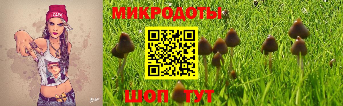 Псилоцибиновые грибы Psilocybine cubensis Нерюнгри